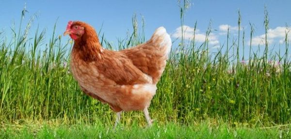 حل لغز أصوات الدجاج