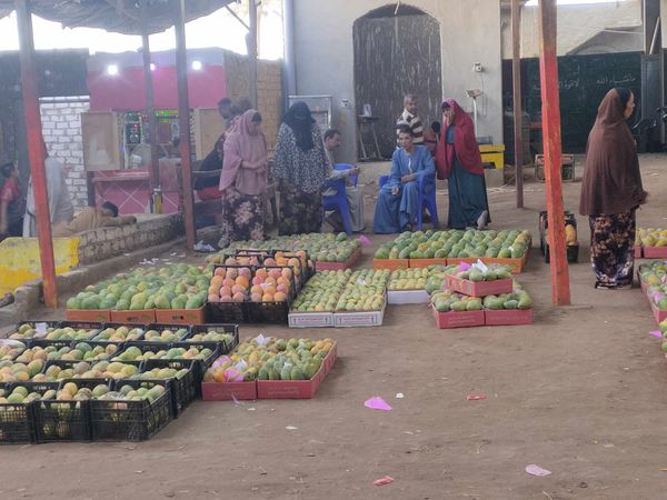 سوق الجملة لملكة الفواكه المانجا بالفيوم