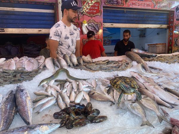 تنوع الاسماك فى الأسواق ببورسعيد