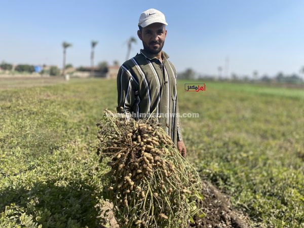 جانب من حصاد الفول السوداني 