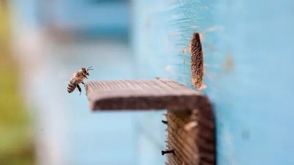 اختفاء النحل يُهدد بنهاية العالم