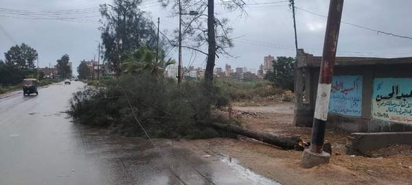 سقوط أشجار على الطرق العامة بدسوق وانقطاع التيار الكهربائي 