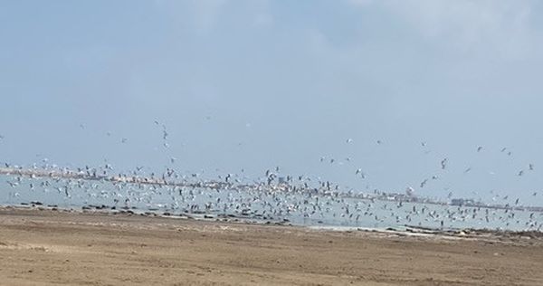 طيور النورس أثناء تجمعها لتناول الغذاء غرب بورسعيد 