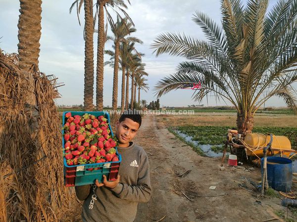 اشهر قرية في زراعه الفراولة في مصر