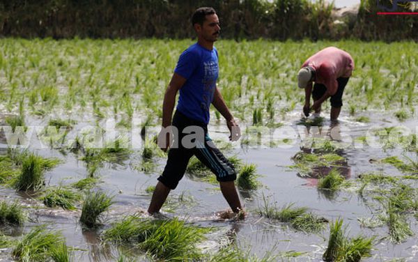 حظر زراعة الأرز لعام 2024بالفيزم