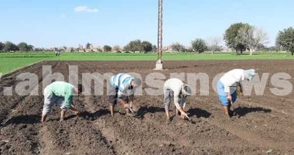 زراعة 182الف فدان بالقمح بالفيوم 