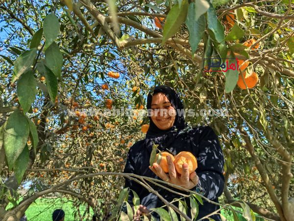 حصاد اليوسفي والبرتقال