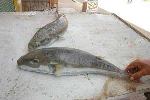 سمكة القراض السامة 