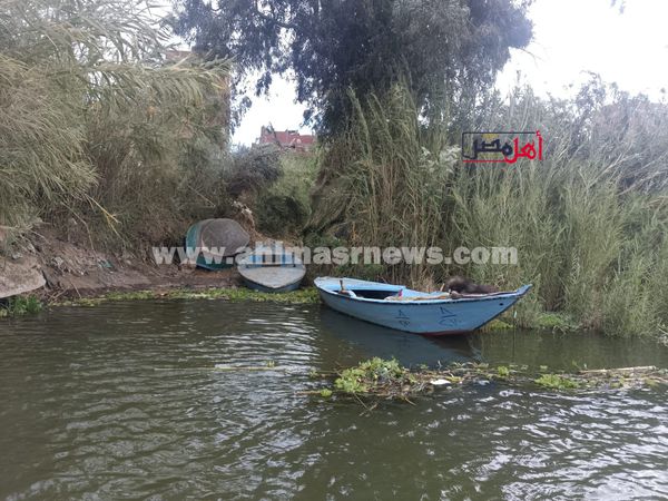 أزمة موت الأسماك بفرع رشيد