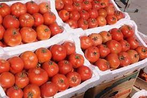 اسعار الطماطم 