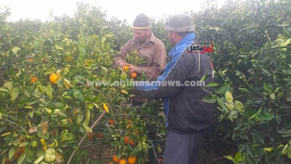 حصاد البرتقال بكفر الشيخ 