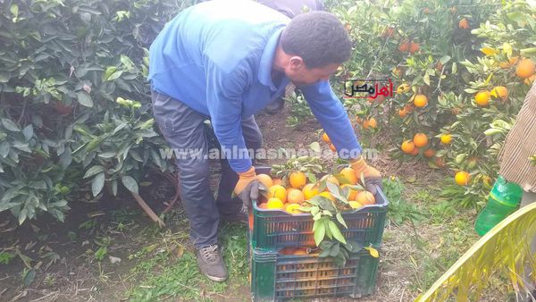 حصاد البرتقال بكفر الشيخ 
