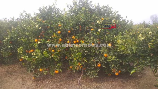 حصاد البرتقال بكفر الشيخ 