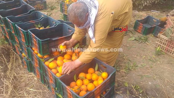 حصاد البرتقال بكفر الشيخ 