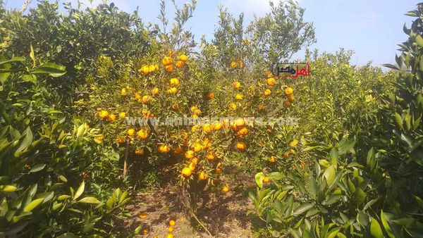 حصاد البرتقال واليوسفي بكفر الشيخ