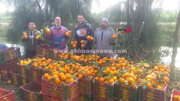 حصاد البرتقال واليوسفي بكفر الشيخ 