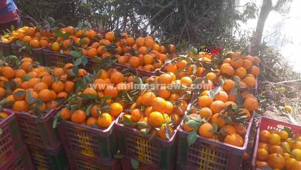 حصاد البرتقال واليوسفي بكفر الشيخ 