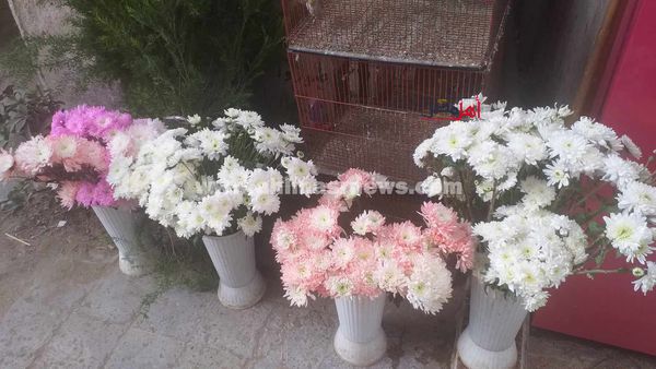 محال الورود تتزين في عيد الحب بكفر الشيخ 