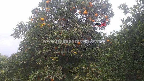 محصول البرتقال بكفر الشيخ