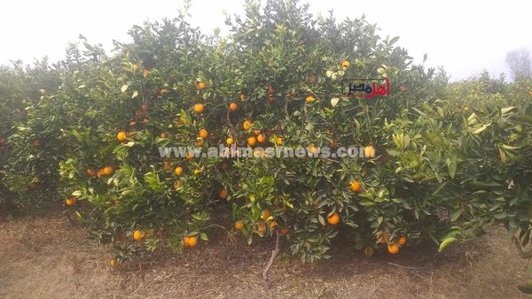 محصول البرتقال بكفر الشيخ