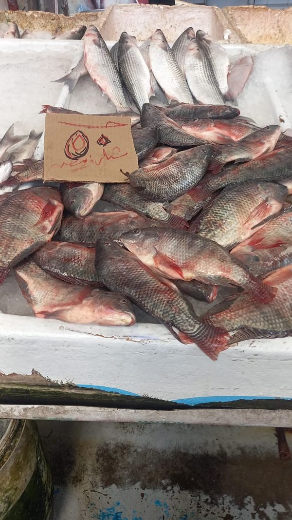 تجار بورسعيد يخفضون أسعار الأسماك بنسب وصلت إلى 50% 