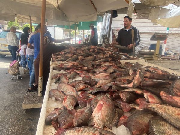 تخفيض أسعار الأسماك بعد حملة  المقاطعة ببورسعيد 