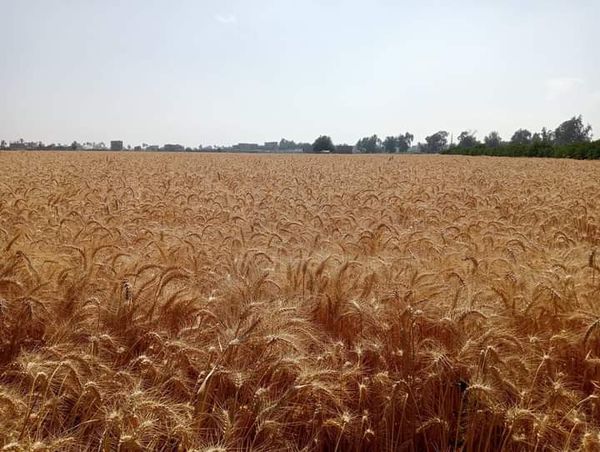 حصاد القمح بالقليوبية 