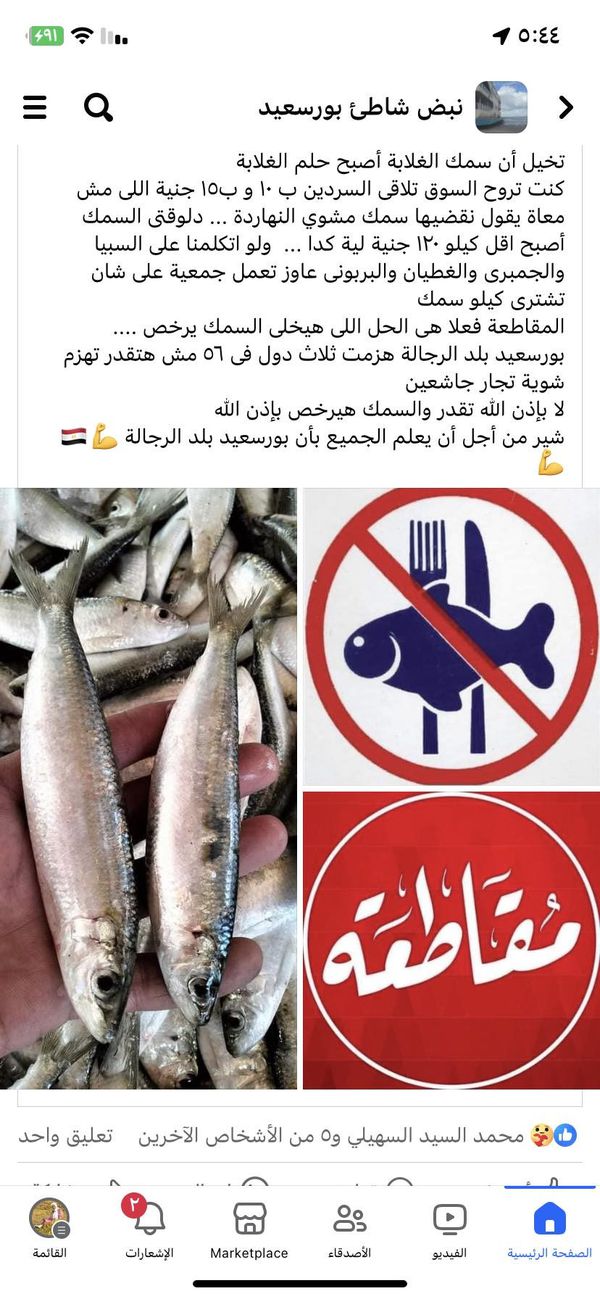 حملة لمقاطعة الأسماك ببورسعيد