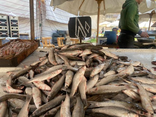 حملة مقاطعة شراء الأسماك ببورسعيد 