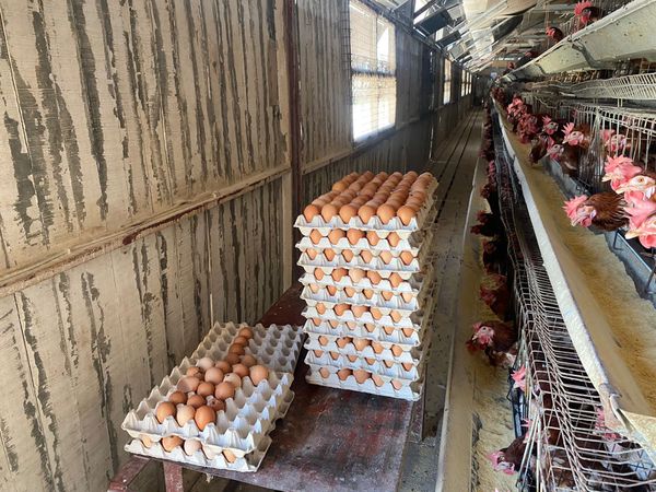 مزرعة بيض بمحافظة بورسعيد 