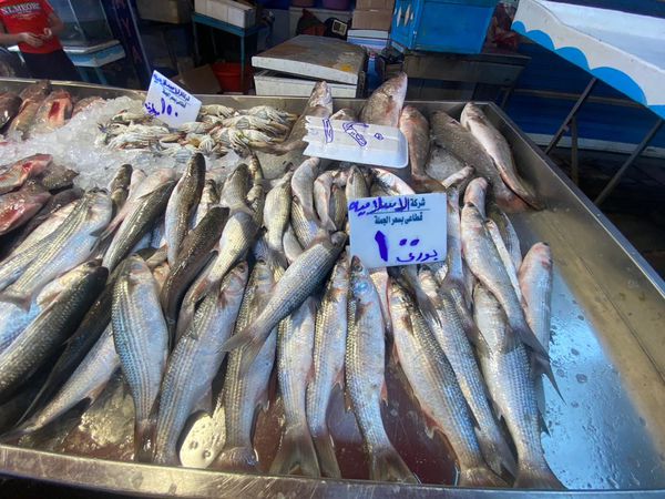 أسعار الأسماك بازار ببورسعيد 