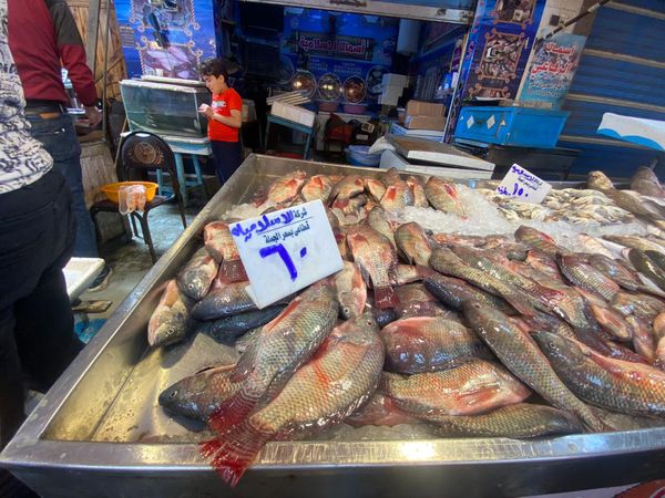 اعلان عن أسعار الأسماك بازار بورسعيد 