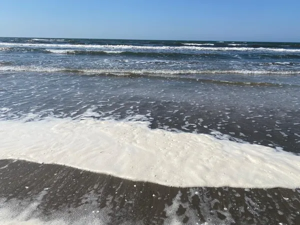 زبد البحر على شاطىء بورسعيد 