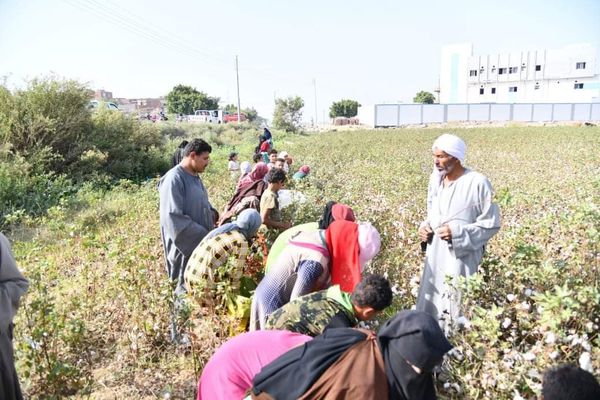 بدأ حصاد محصول القطن بالفيوم 