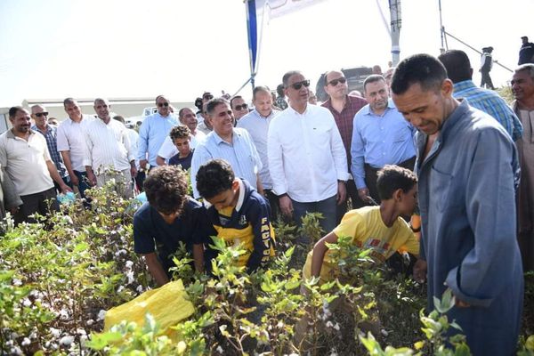 مساحة الأراضي المزروعة بالقطن بالفيوم 