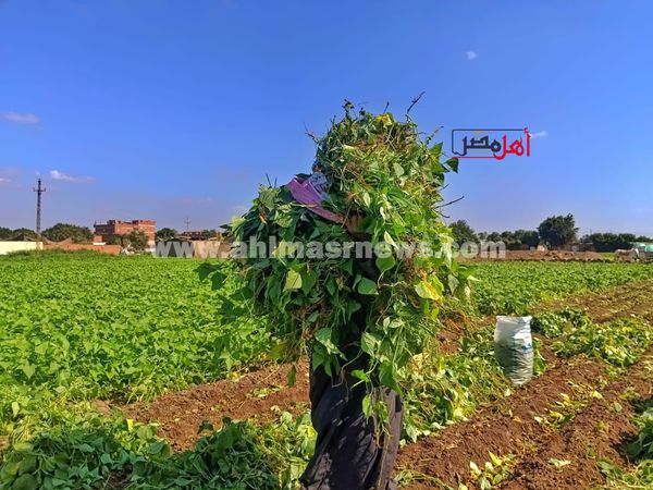 حصاد الفاصولياء بالمنوفية