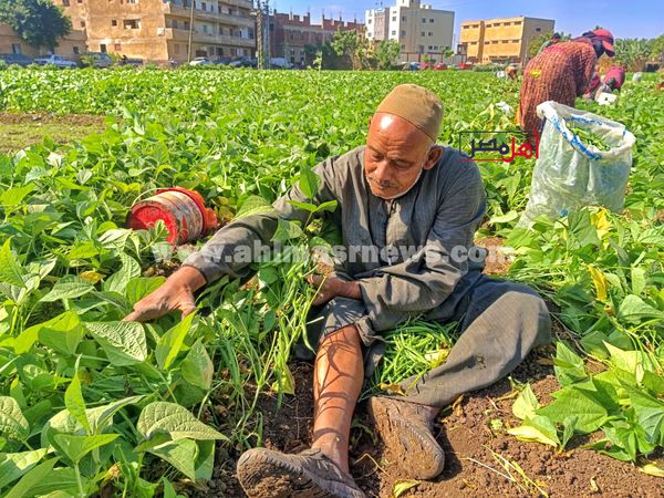 حصاد الفاصولياء بالمنوفية