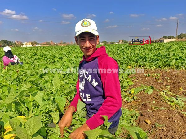 حصاد الفاصولياء بالمنوفية