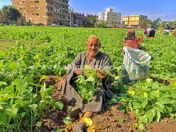 حصاد الفاصولياء بالمنوفية