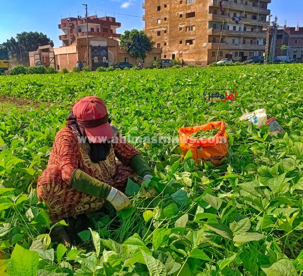 حصاد الفاصولياء بالمنوفية