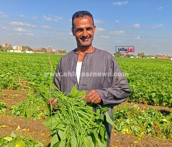 حصاد الفاصولياء بالمنوفية