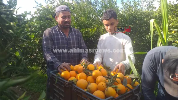 حصاد محصول البرتقال واليوسفي بكفر الشيخ 