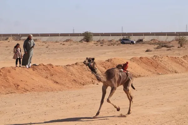 سباق الهجن بالإسماعيلية  