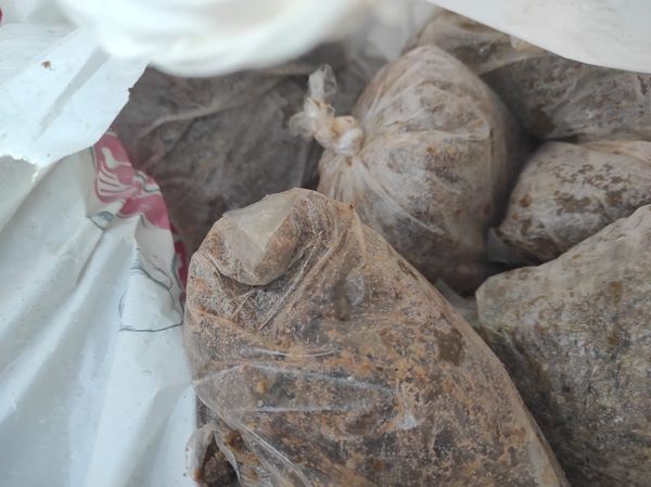 المنوفية