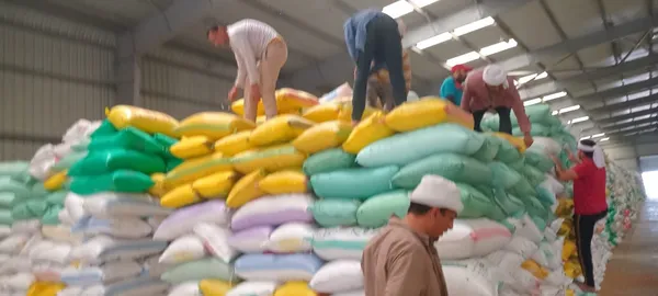 جانب من توريد القمح 