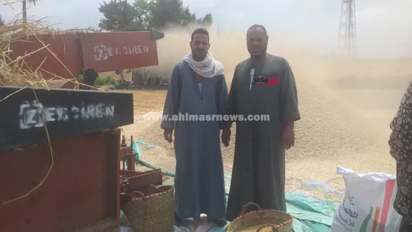 حصاد محصول القمح بكفر الشيخ 