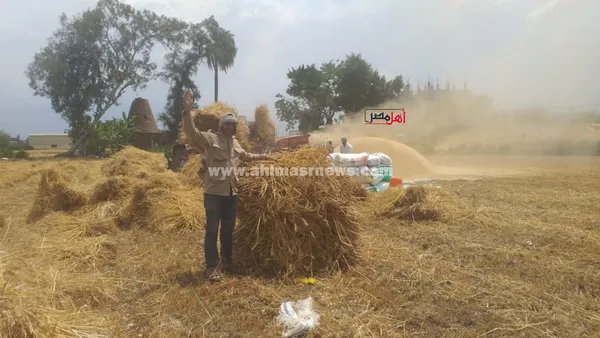 حصاد محصول القمح بكفر الشيخ 