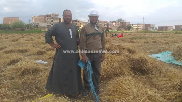 حصاد محصول القمح بكفر الشيخ 