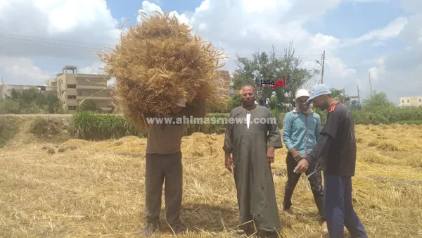 حصاد محصول القمح بكفر الشيخ 