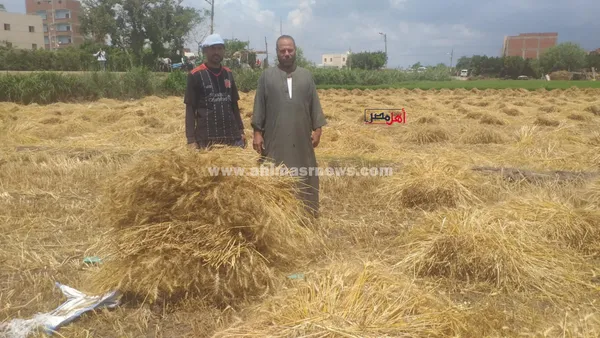 حصاد محصول القمح بكفر الشيخ 